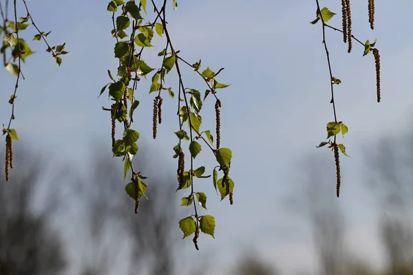 Folhas verdes em um tempo de primavera . — Fotografia de Stock