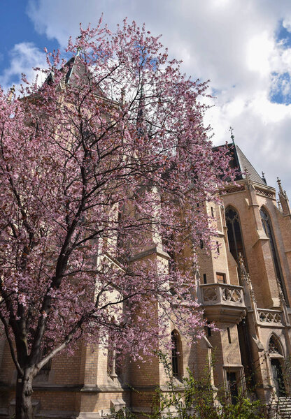 Old church of Vienna and blossoms tree.