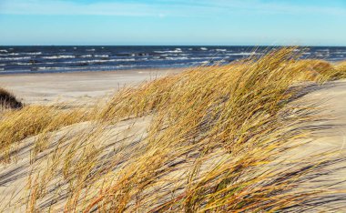 Baltık Denizi 'nin kumlu sahilleri.