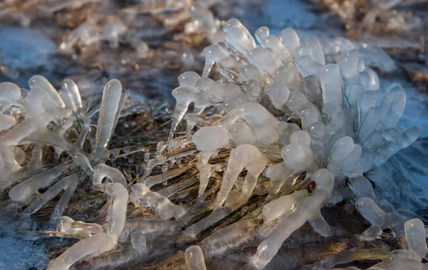 Frozenned gräs i vintertid. — Stockfoto