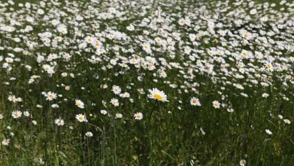 Weiße Gänseblümchen im Hof. — Stockfoto