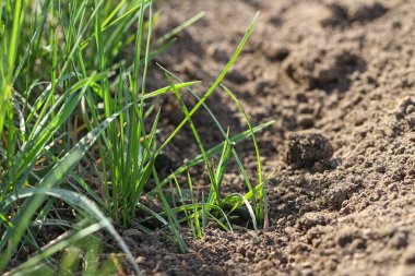 Bahar mevsiminde toprak dokusu ve yeşil ot.