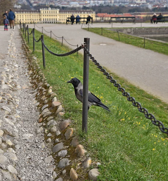 Vrána v zelené trávě. — Stock fotografie