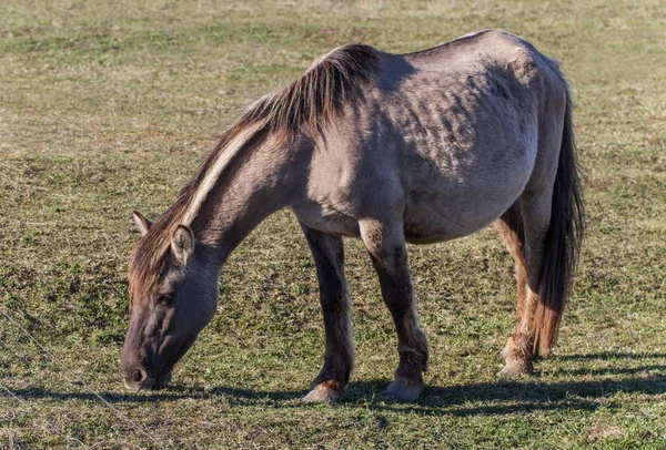 Cavalo selvagem grávida no campo . — Fotografia de Stock