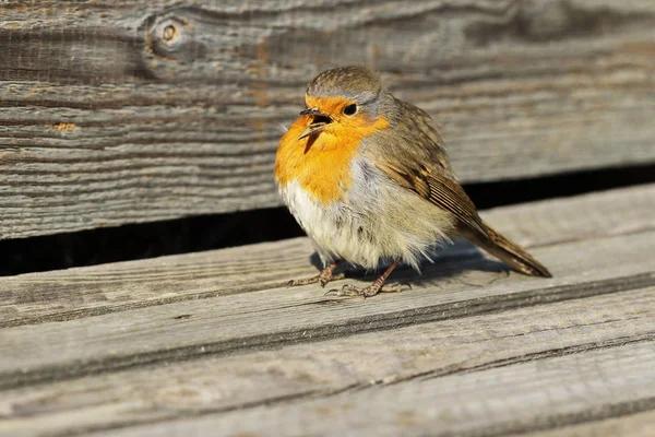 Kleiner Vogel mit offenem Schnabel. — Stockfoto