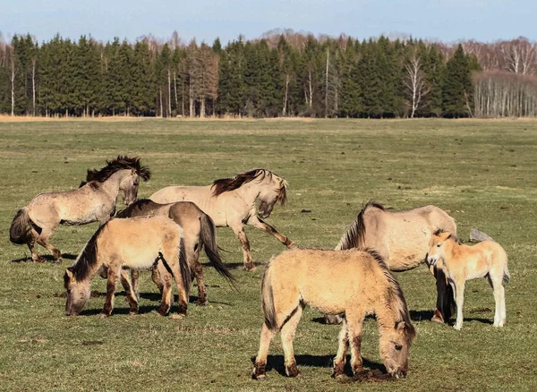 Дикие лошади на поле . — стоковое фото