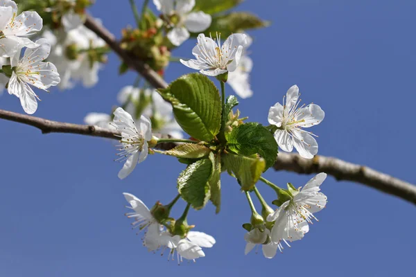 Spring flowering cherry. — Stock Photo, Image