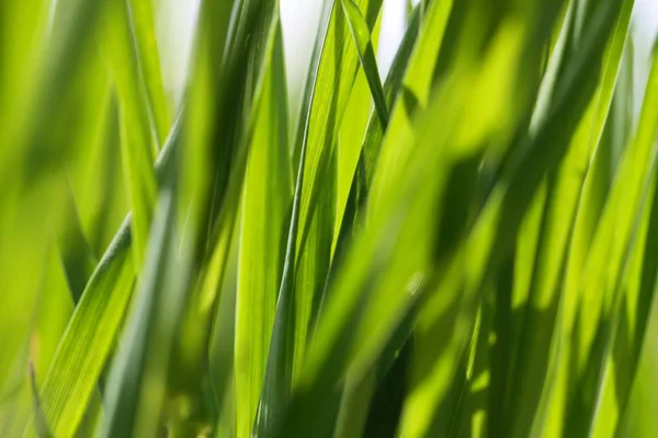 Grüner junger Weizen. — Stockfoto