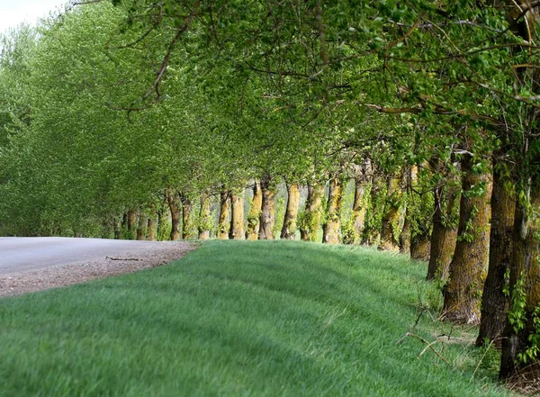 Gasse im Frühling. — Stockfoto