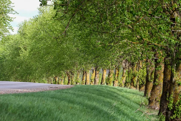 Gasse im Frühling. — Stockfoto