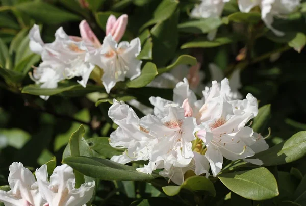 Çiçek açan beyaz rhododendron. — Stok fotoğraf