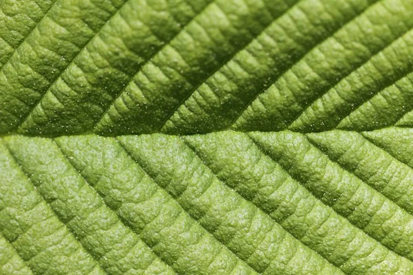 Grönt blad yta. — Stockfoto