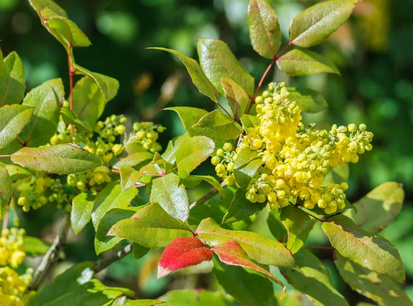 Blommor av buskar med gula blommor. — Stockfoto