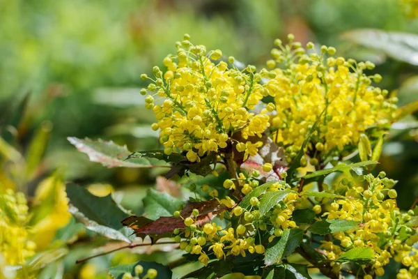 Flor de arbustos com flores amarelas . — Fotografia de Stock