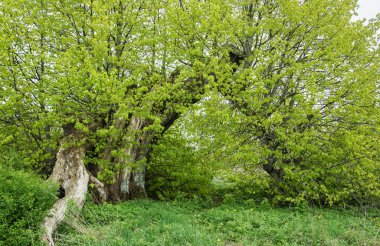 Baharda büyük ıhlamur ağacı.