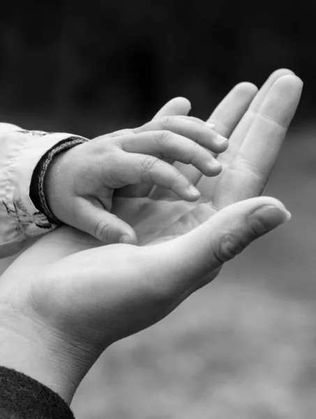 Mãe e bebês mãos . — Fotografia de Stock