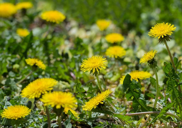 Blooming dandelion plants. — Stock Photo, Image