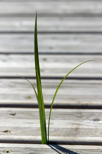 経路上の草. — ストック写真