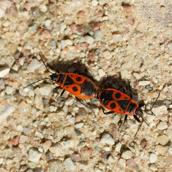 Sexo de insectos rojos en el día de primavera . — Foto de Stock
