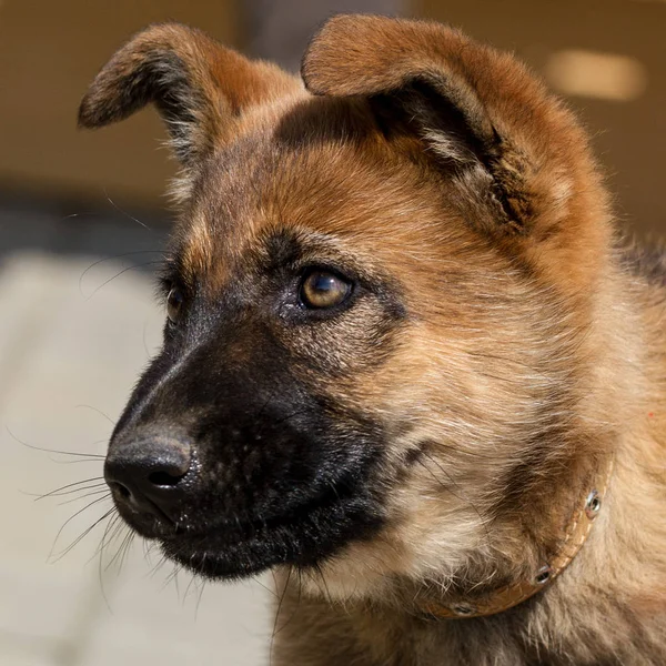 Schäferhund-Welpe draußen. — Stockfoto