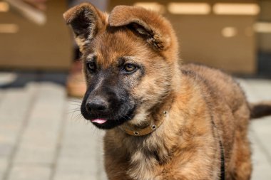 Çoban köpeği yavrusu dışarıda..