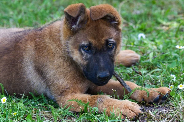 Schapen hond puppy buiten. — Stockfoto