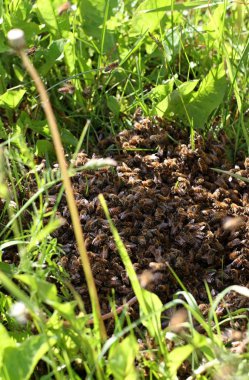  Yeşil çimlerde arı sürüsü.