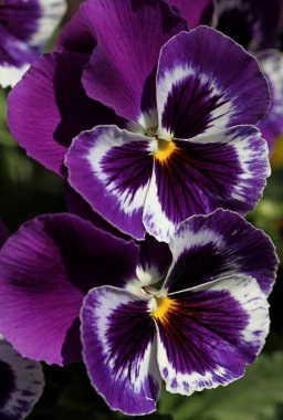 Violet hanım evlatları dışarıda..