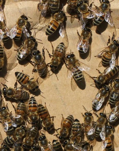 Enjambre de abejas. —  Fotos de Stock