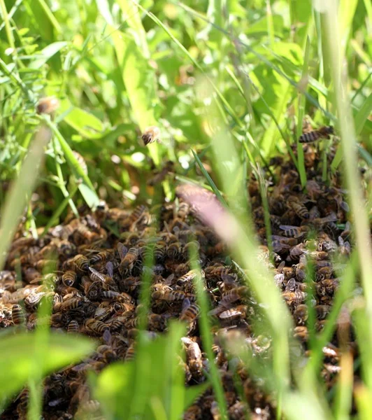 Bienenschwarm auf grünem Gras. — Stockfoto