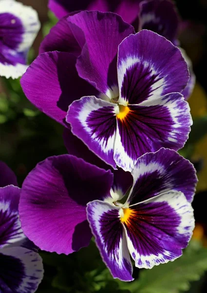 Violet pansies outside. — Stock Photo, Image