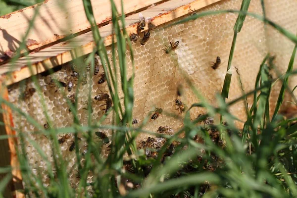 Enxame de abelhas na grama verde . — Fotografia de Stock
