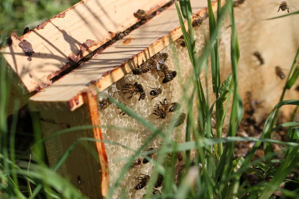 Bienenschwarm auf grünem Gras. — Stockfoto