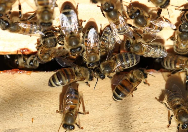 Svärm av bin. — Stockfoto