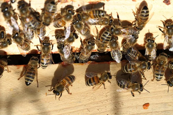 Enjambre de abejas. —  Fotos de Stock