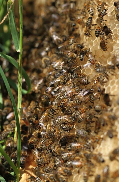 Enxame de abelhas na grama verde . — Fotografia de Stock