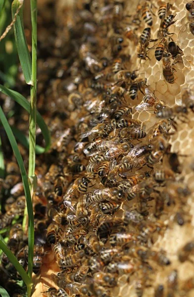 Essaim d'abeilles sur l'herbe verte . — Photo