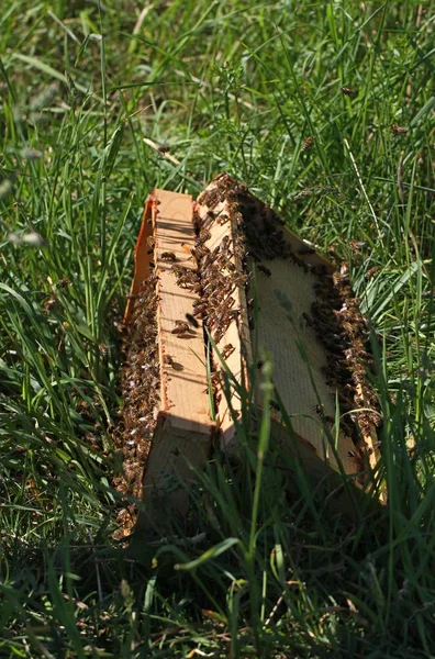 Sciame di api sull'erba verde . — Foto Stock