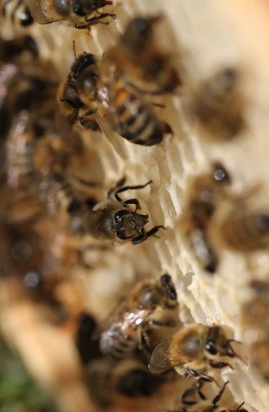 Enjambre de abejas. —  Fotos de Stock