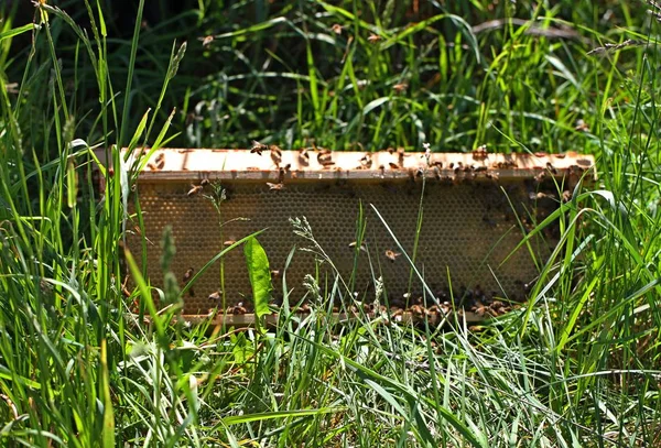 Bienenschwarm auf grünem Gras. — Stockfoto