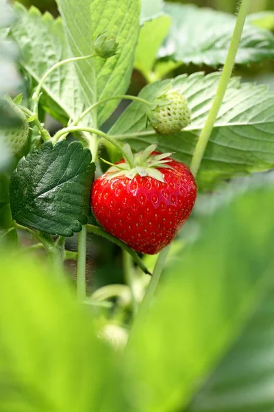 Le fragole stanno crescendo . — Foto Stock