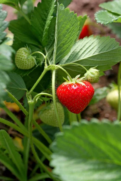 Le fragole stanno crescendo . — Foto Stock