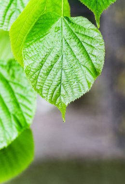 taze yeşil yapraklar.