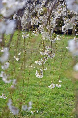  Çiçek açan kiraz dalları.