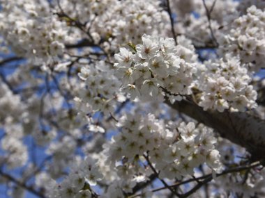  İlkbaharda açan kayısı.