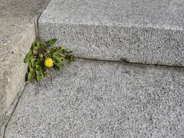  Taş merdiven ve çiçek açmış karahindiba açısı.