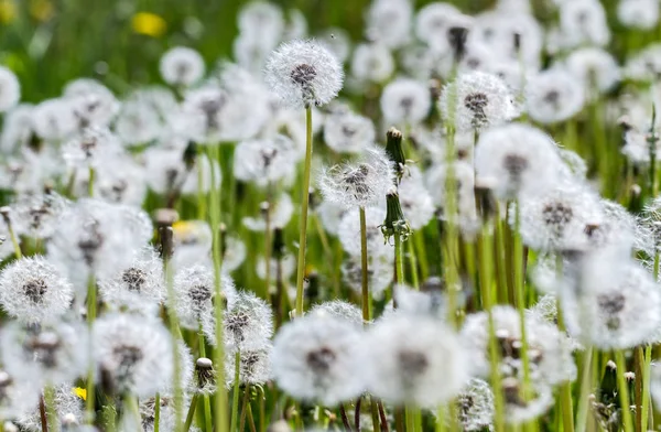 Dandelions on a field. — Stock Photo, Image