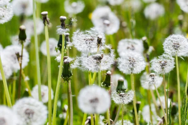 Dandelions on a field. — Stock Photo, Image