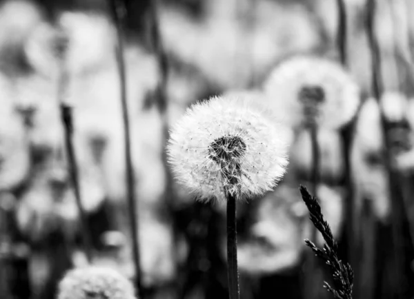 Dandelions on a field. — Stock Photo, Image