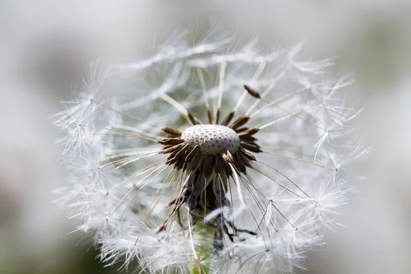 Diente de león en un campo . —  Fotos de Stock